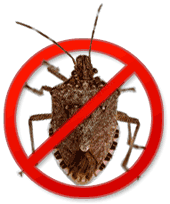 Get Rid of Stink Bugs